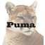 Puma Biotechnology logo